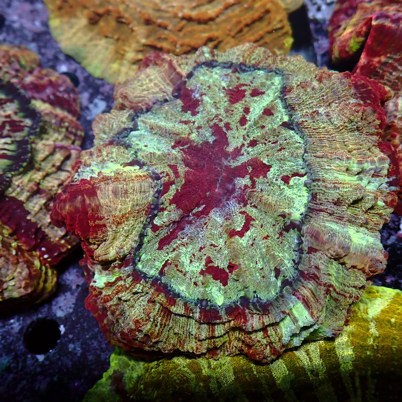 Acanthophyllia Red Magic, Acanthophyllia deshayesiana