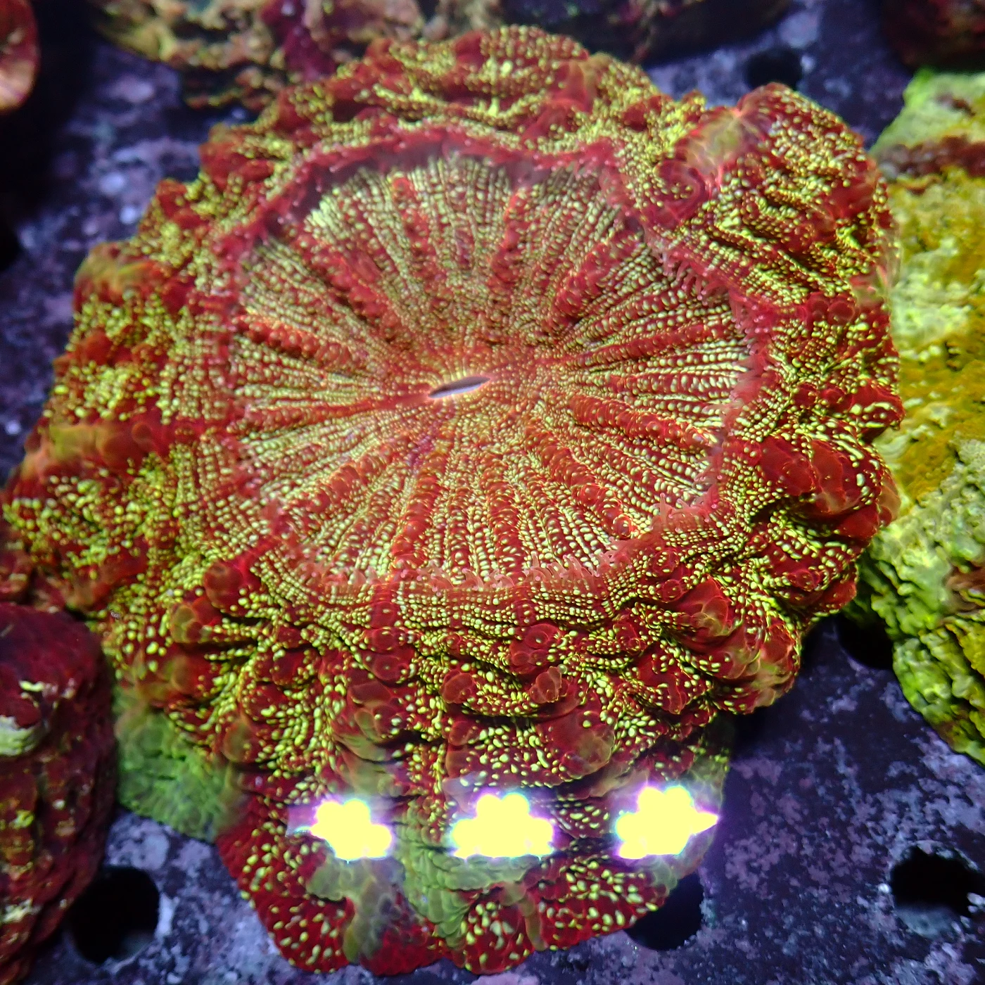 Acanthophyllia Galaxy, Acanthophyllia deshayesiana