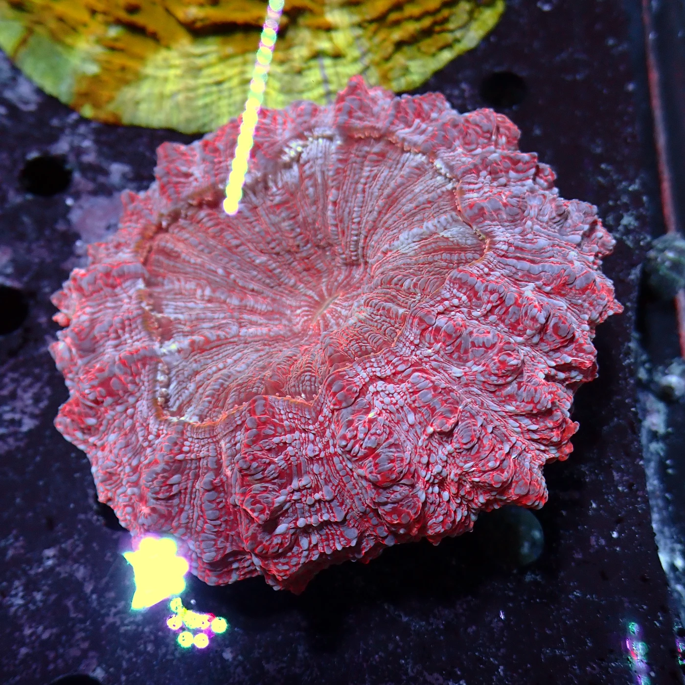 Acanthophyllia Blue Magic, Acanthophyllia deshayesiana
