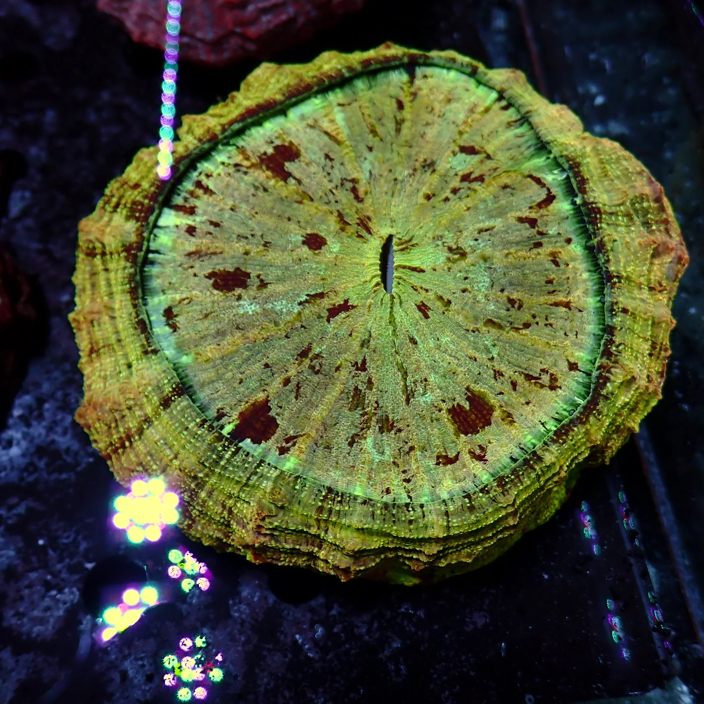 Acanthophyllia Orange, Acanthophyllia deshayesiana