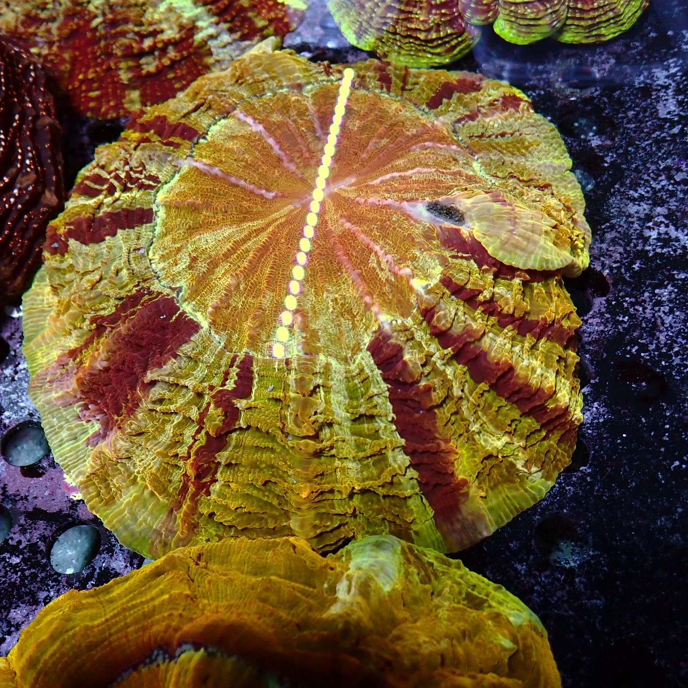Acanthophyllia Orange, Acanthophyllia deshayesiana