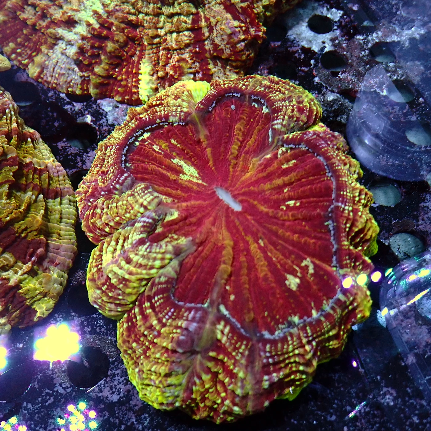 Acanthophyllia Red Magic, Acanthophyllia deshayesiana