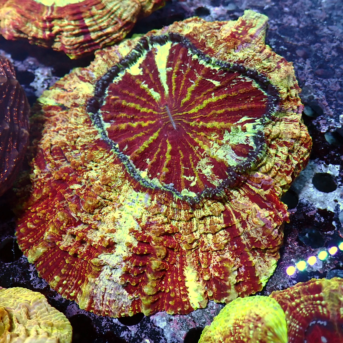 Acanthophyllia Red Magic, Acanthophyllia deshayesiana