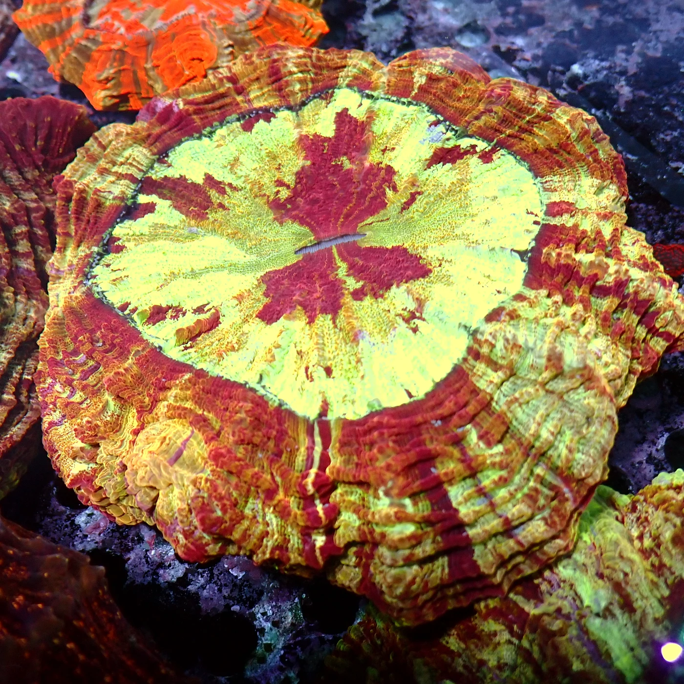 Acanthophyllia Red Magic, Acanthophyllia deshayesiana