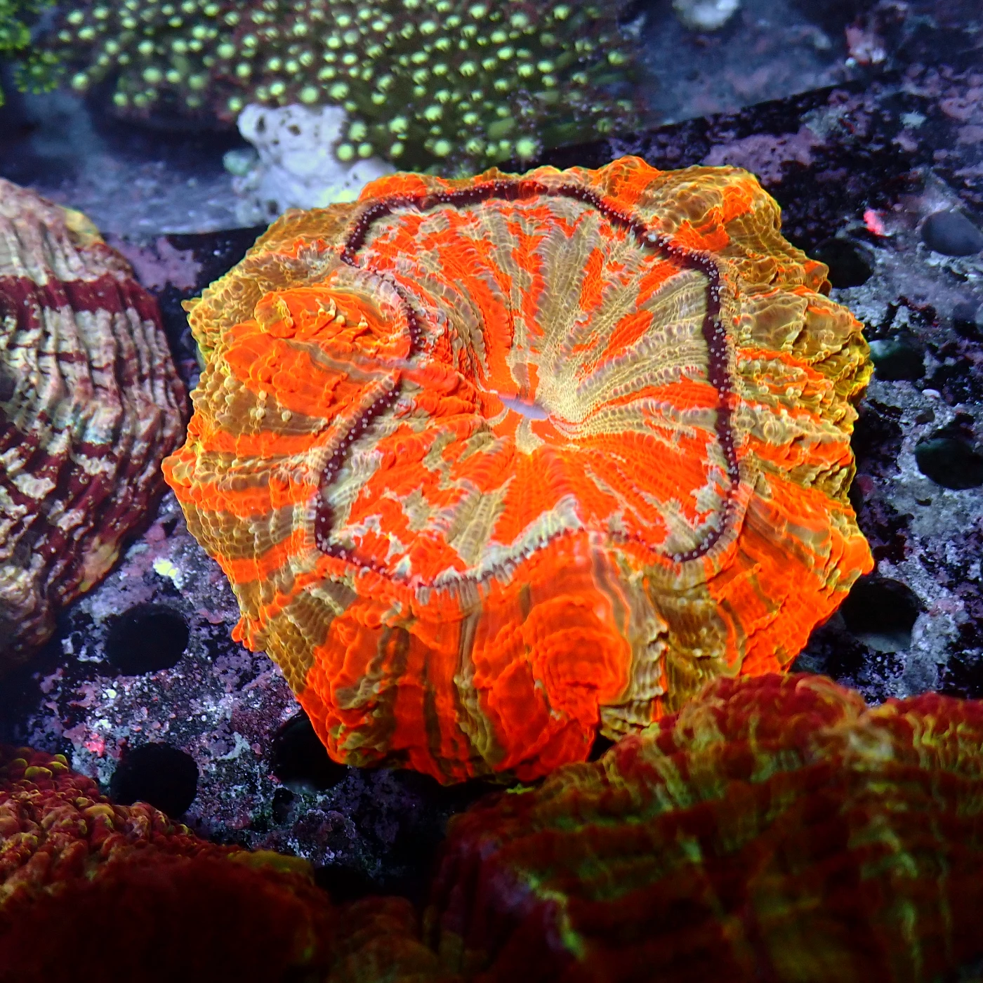 Acanthophyllia Rainbow, Acanthophyllia deshayesiana