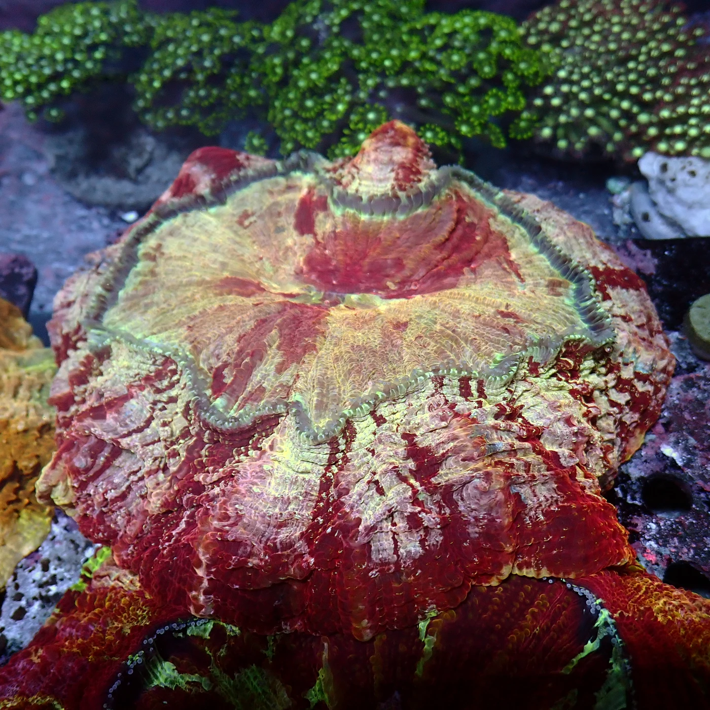 Acanthophyllia Red Magic, Acanthophyllia deshayesiana