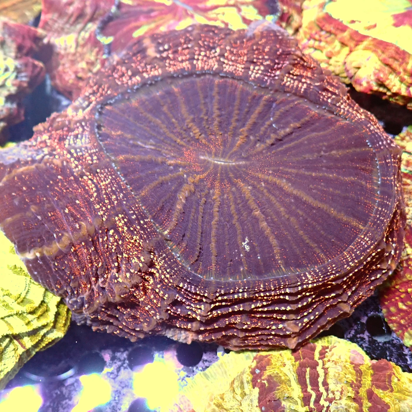 Acanthophyllia Galaxy, Acanthophyllia deshayesiana