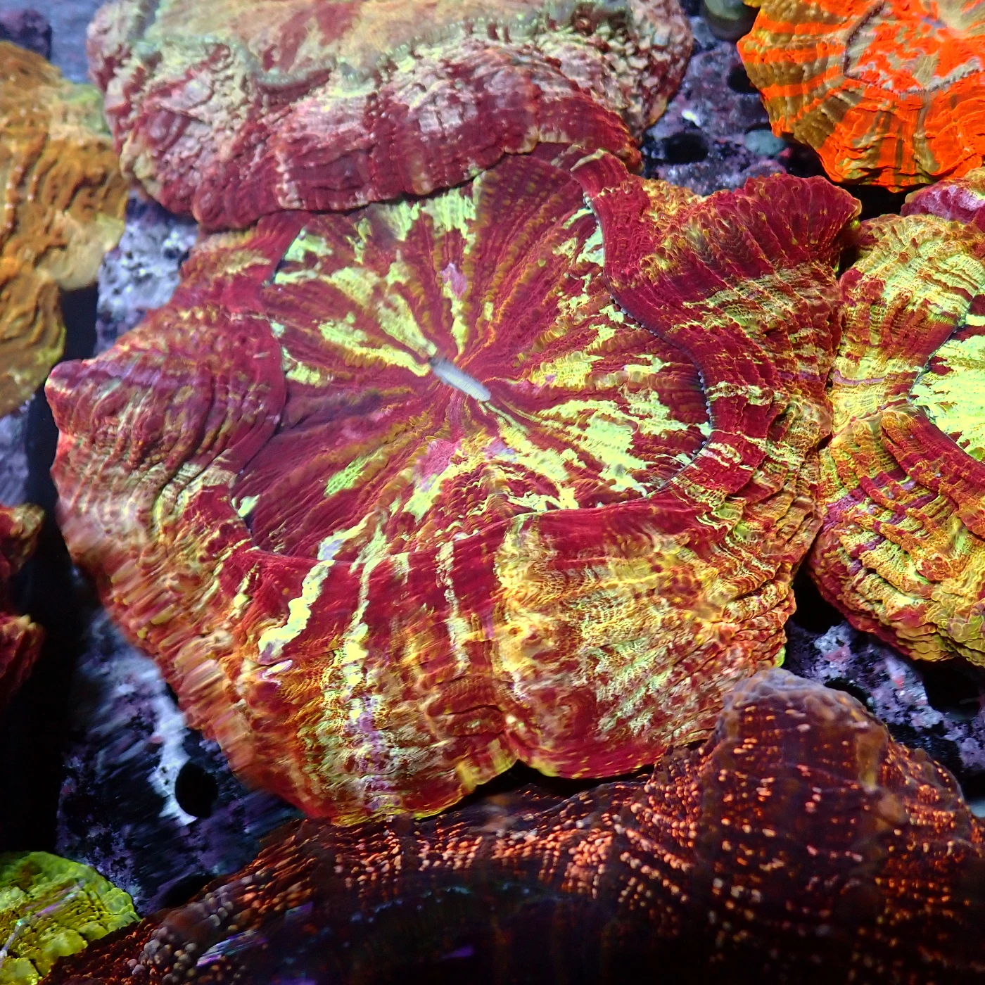 Acanthophyllia Red Magic, Acanthophyllia deshayesiana