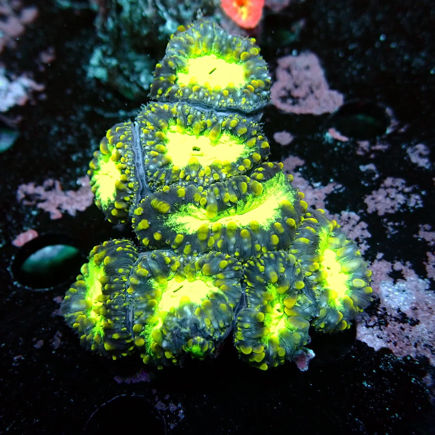 Blastomussa Radioactive, Blastomussa wellsi