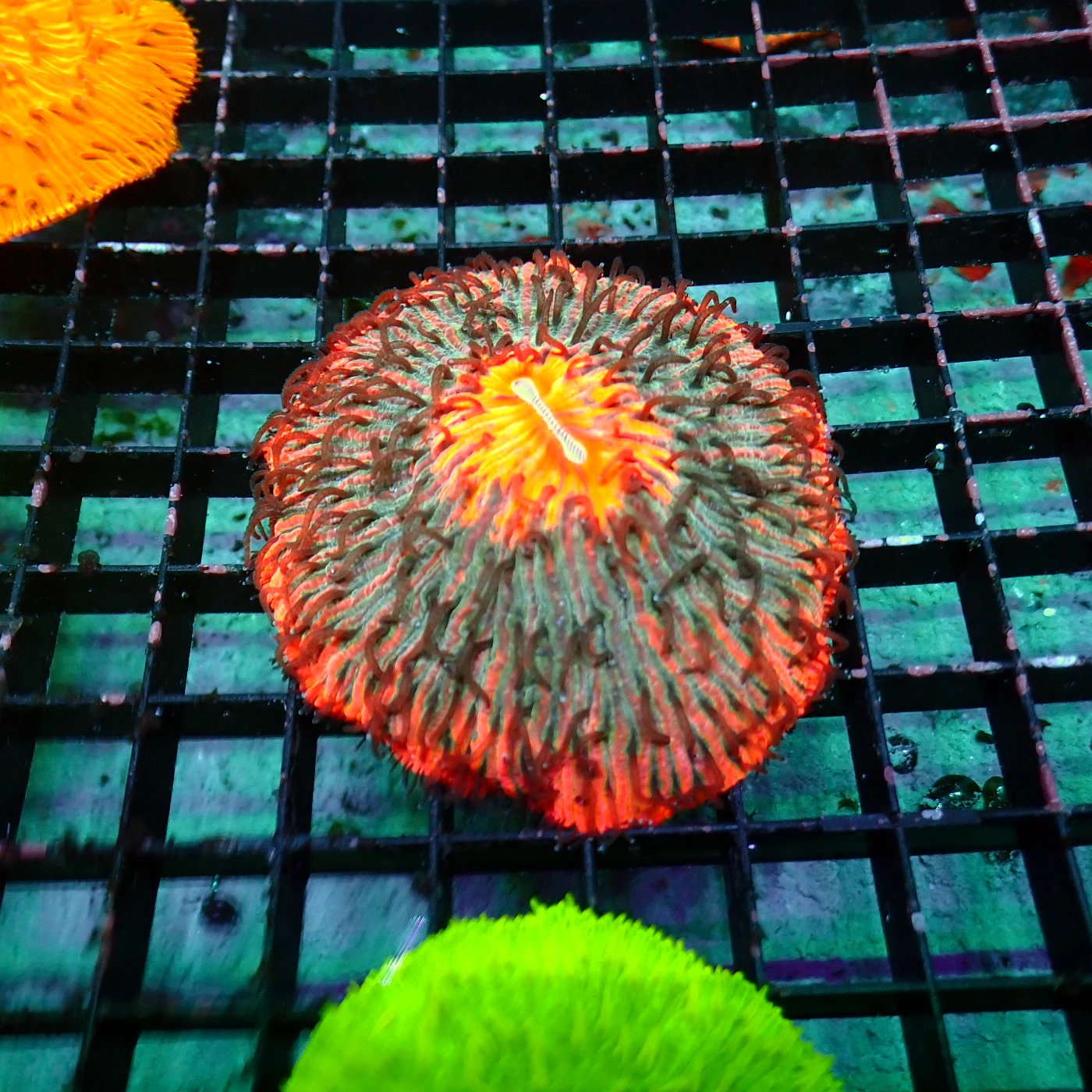 Fungia Rainbow, Fungia sp.