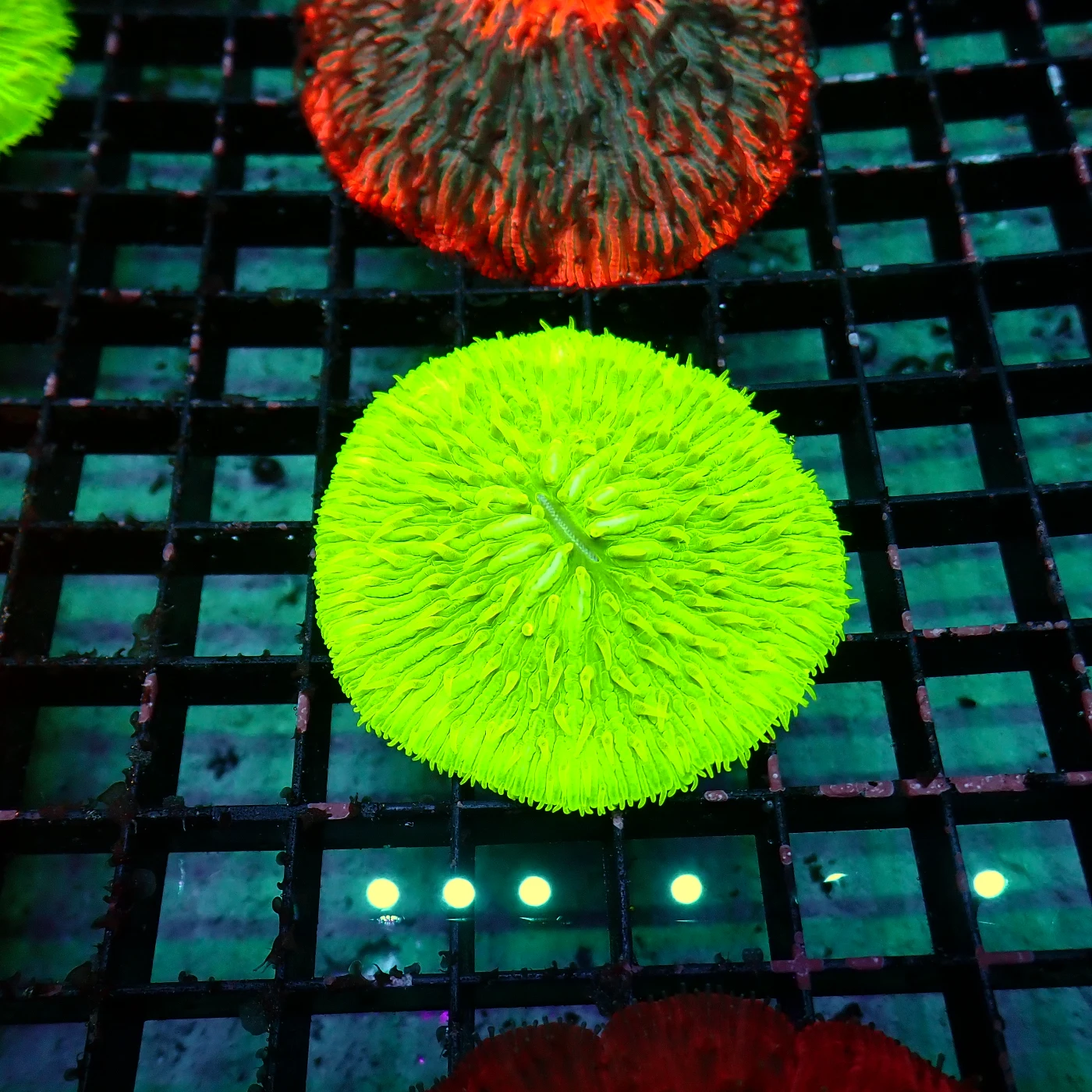 Fungia Hulk, Fungia sp.