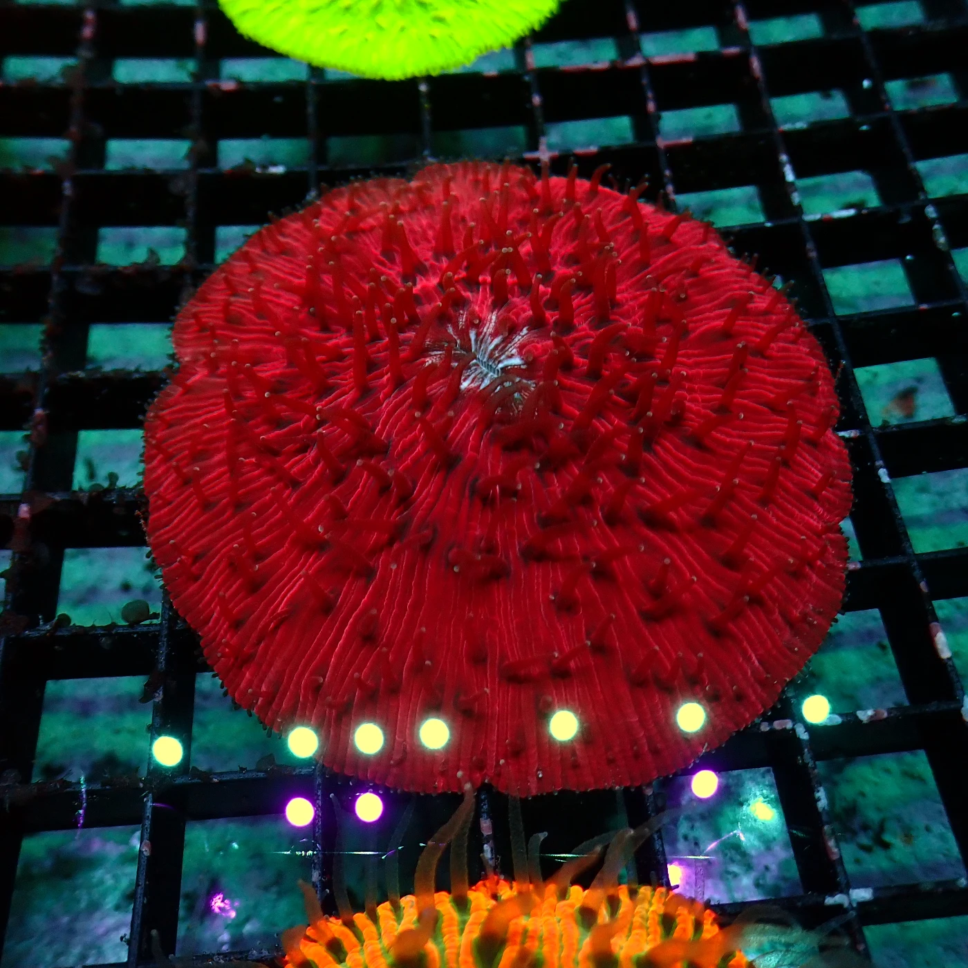 Fungia Purple Monster, Fungia sp.