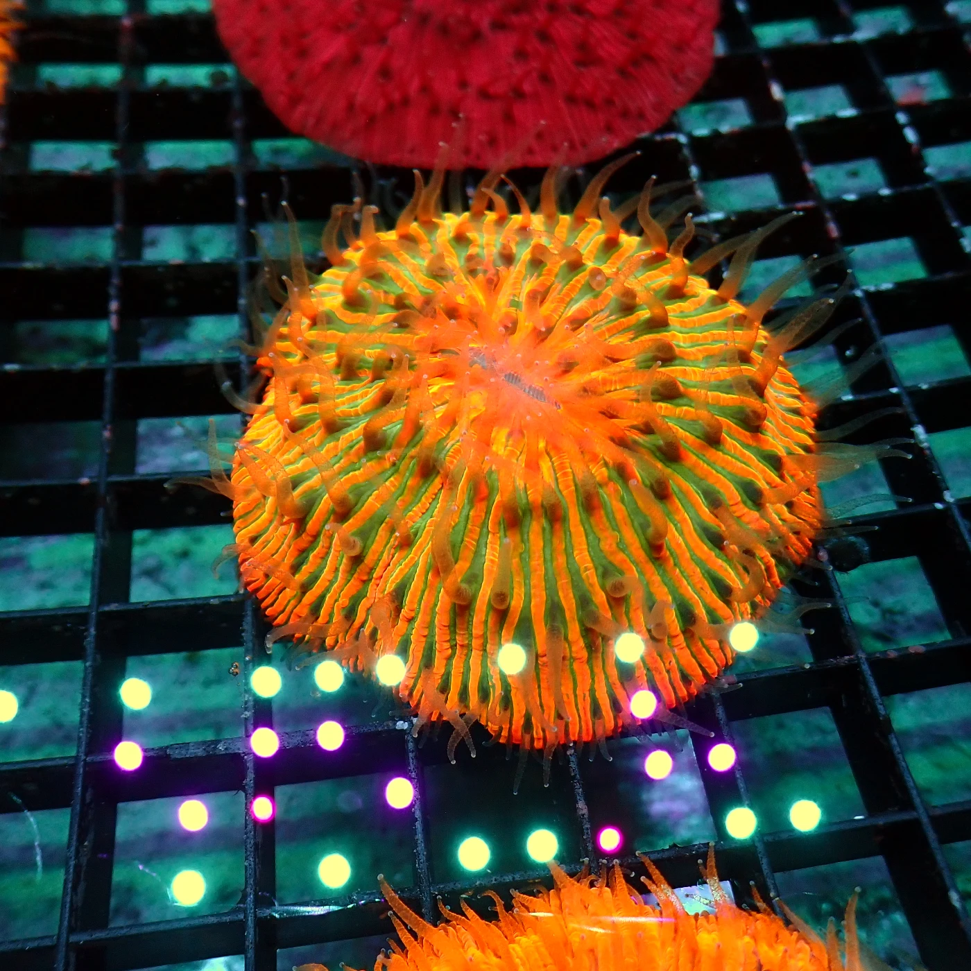 Fungia Rainbow, Fungia sp.