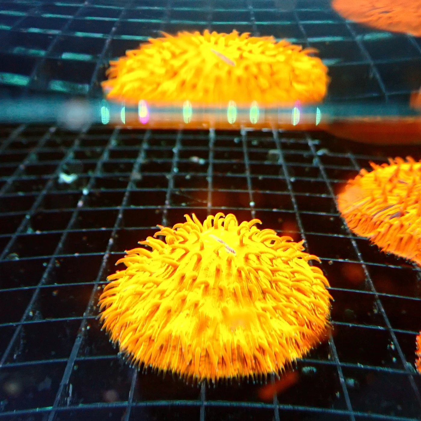 Fungia, Fungia sp.